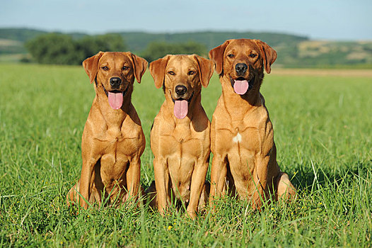 拉布拉多犬,黄色,母狗,雄性,三个,狗,坐,草,奥地利,欧洲