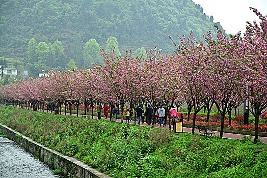 贵州山村樱花绵延十里免费观赏