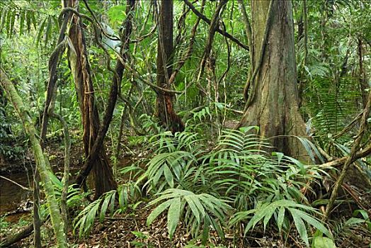 热带雨林,藤蔓植物,盆地,伯利兹