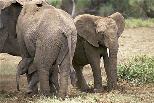 大象,非洲象,家族,幼仔,安伯塞利国家公园,肯尼亚