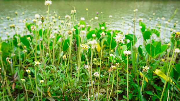 河岸边开花的野草