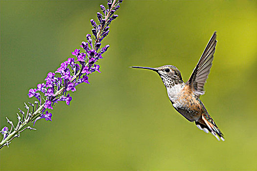 雌性,蜂鸟,棕煌蜂鸟,进食,花,维多利亚,不列颠哥伦比亚省,加拿大