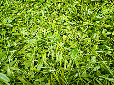 茶葉 茶葉素材 龍井茶 清茶