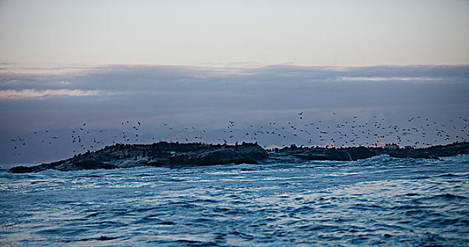 海豹岛,福尔斯湾,南非
