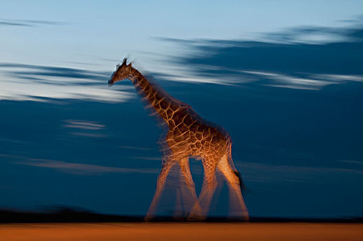 网纹长颈鹿,长颈鹿,走,黄昏,研究中心,肯尼亚