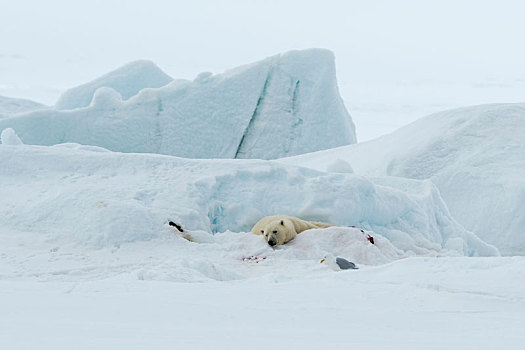 北极熊,躺着,积雪,地面,斯瓦尔巴特群岛,挪威
