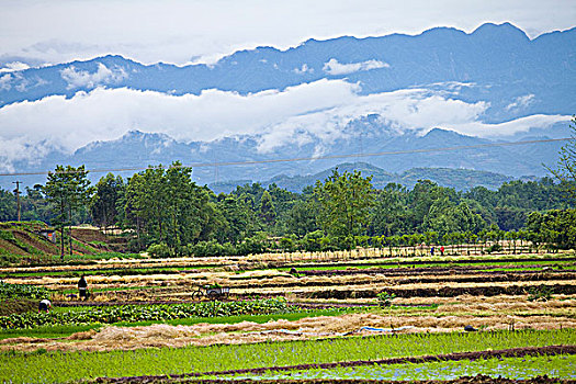 四川邛崃