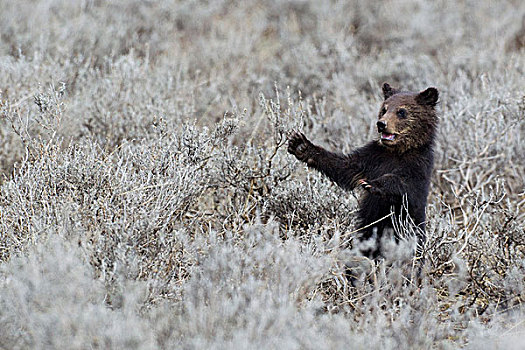 大灰熊,幼兽,黄石国家公园