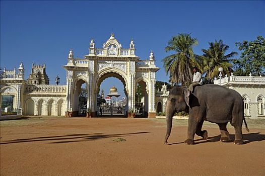 大象,后面,出口,城市宫殿,迈索尔,印度,南亚