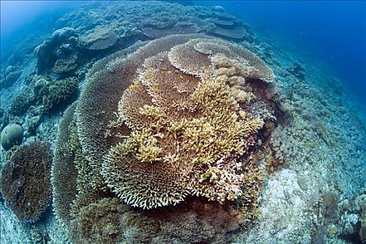 风信子,珊瑚,印度尼西亚,东南亚