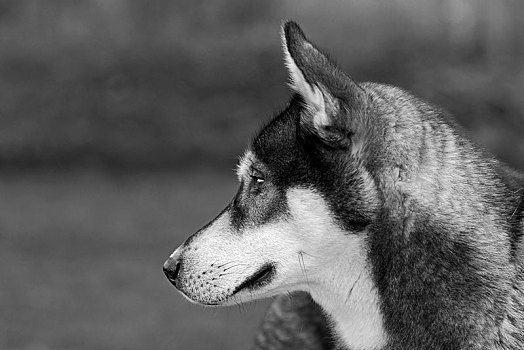 西伯利亚,哈士奇犬,北欧,雪橇狗,雄性,1岁,头像,德国,欧洲