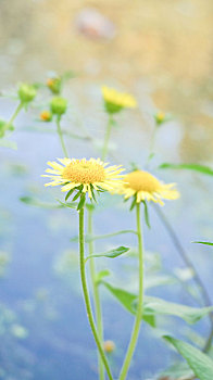 河边黄色小野花