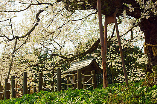 树,樱花,冈山,日本