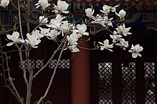 北京,玉兰花,红墙,故宫,春天,开放,赏春,热烈,背景