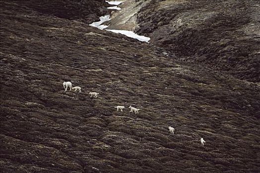 北极狼,狼,成年,幼仔,苔原,艾利斯摩尔岛,加拿大