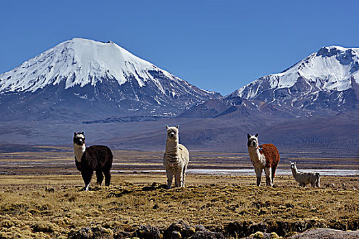 积雪,火山,美洲驼,国家公园,边界,玻利维亚,智利
