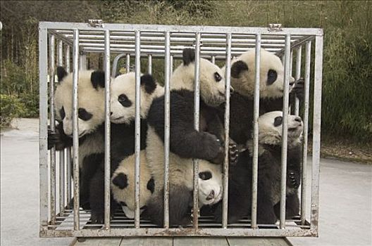 大熊猫,幼兽,移动,笼子,照料,操场,卧龙自然保护区,中国