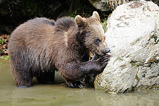 年轻的,棕色的熊,熊棕熊棕熊,附近的岩石,在水中,巴伐利亚森林,巴伐利亚,德国
