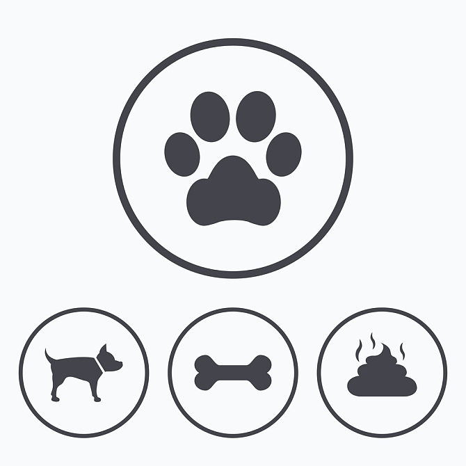 宠物,狗,爪子,清洁,象征_高清图片_全景视觉