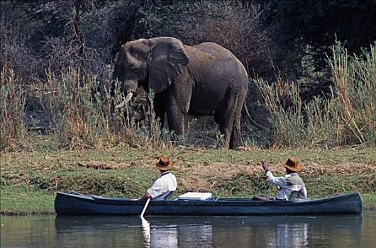 赞比亚,赞比西河下游国家公园,水道,独木舟,旅游,露营,挨着,公象,进食