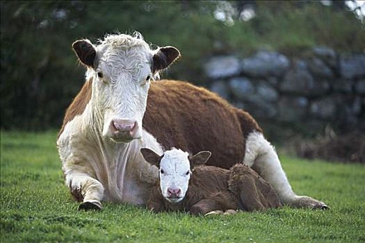 赫里福德,母牛,爱尔兰