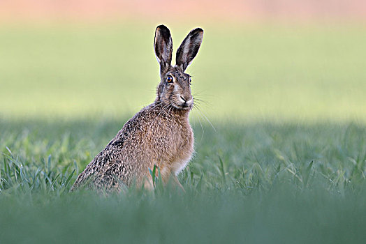 欧洲野兔,坐,新鲜,小麦,萨克森安哈尔特,德国,欧洲