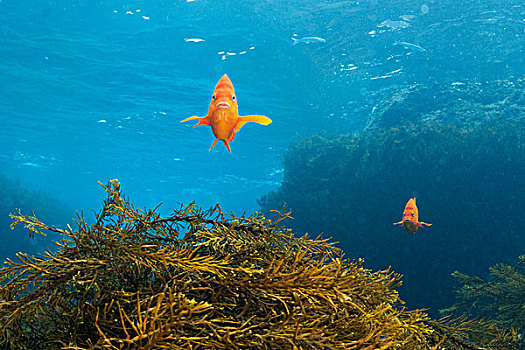 正面,鱼,上方,海藻,礁石,瓜达卢佩岛,下加利福尼亚州,墨西哥