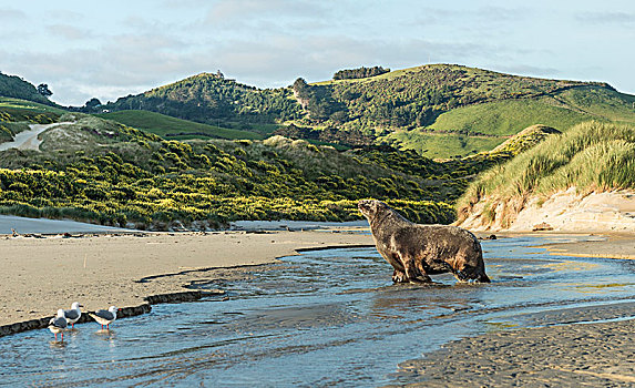 新西兰海狮,成年,雄性,跑,水,湾,奥塔哥,半岛,南部地区,新西兰,大洋洲