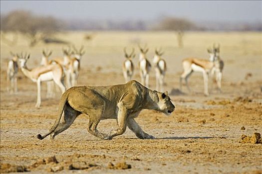 狮子,雌狮,跳羚,马卡迪卡迪盐沼,国家公园,博茨瓦纳,非洲