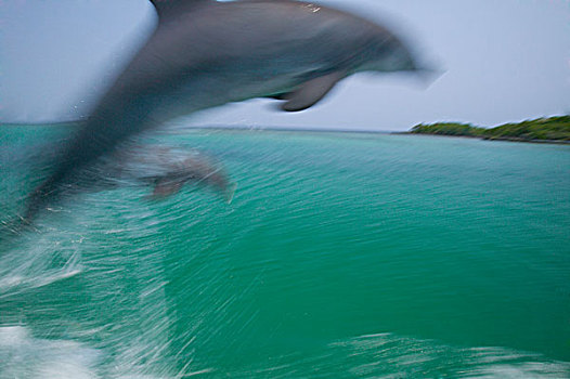 动感,摇摄效果,宽吻海豚,加勒比海