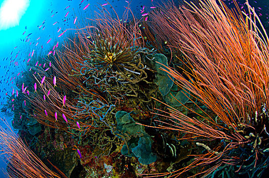 生物群,红色,鞭子,珊瑚,鱼,物种,巴布亚新几内亚