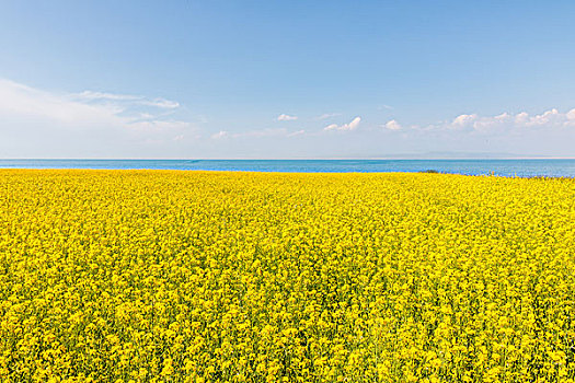 夏天的青海湖