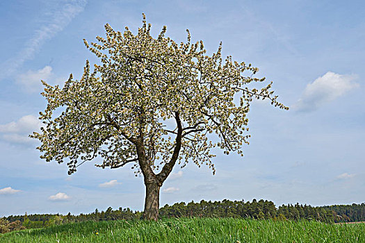 风景,欧洲酸樱桃,树,酸樱桃,牧场,春天,普拉蒂纳特,巴伐利亚,德国