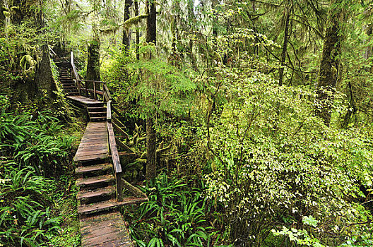 木板路,雨林,环太平洋国家公园,温哥华岛,不列颠哥伦比亚省,加拿大