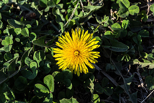 野菊花