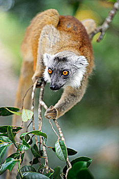 黑狐猴,马达加斯加,非洲