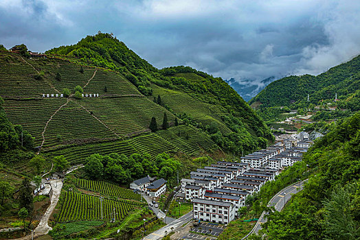 茶园,山区,土地,湖北,神农架,大山,种植,经济作物,农村,茶农