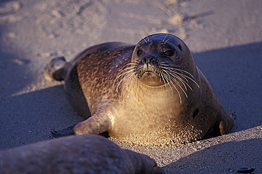 俯拍,斑海豹,海滩,圣地亚哥,加利福尼亚,美国