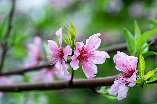 桃花春天盛开