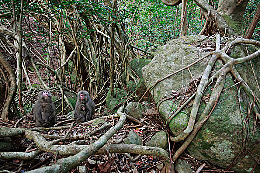 日本猕猴,雪猴,一对,靠近,无花果,树林,岛屿,日本