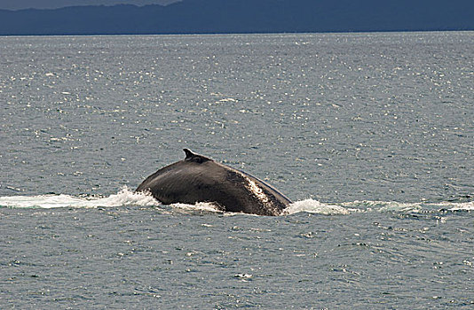 驼背鲸,大翅鲸属,鲸鱼,成年,平面,赫维湾,昆士兰,澳大利亚,大洋洲