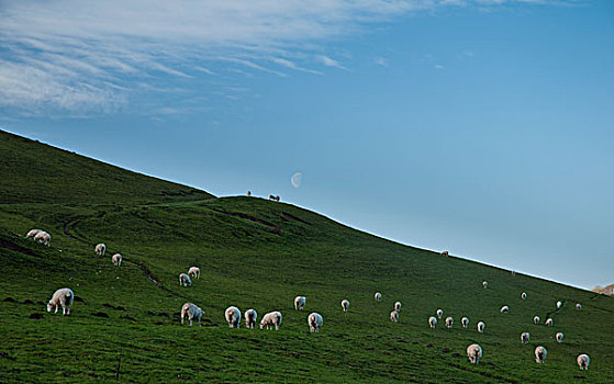 羊群,陡峭,绿色,山,地点