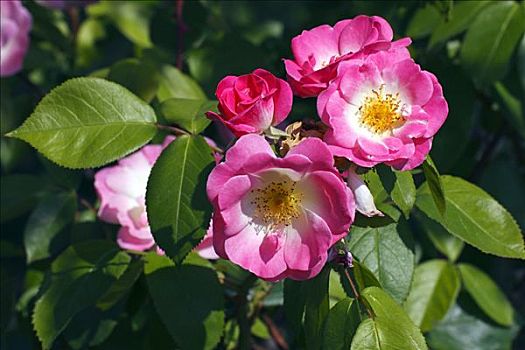 玫瑰,培育品种,爱尔福特,粉色