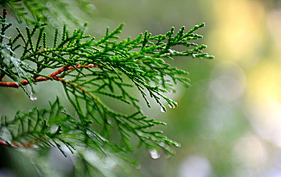 春雨松树