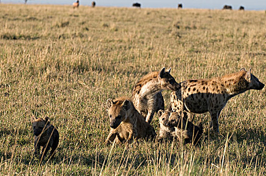 斑点,鬣狗,幼兽,斑鬣狗,马赛马拉国家保护区,肯尼亚