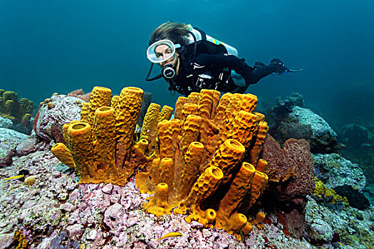 水中呼吸器,潜水,看,黄色,海绵,珊瑚,礁石,圣卢西亚,向风群岛,小安的列斯群岛,加勒比海