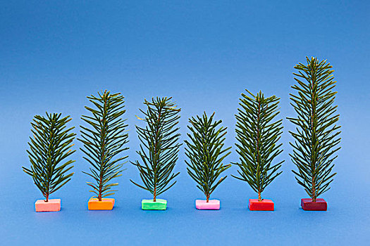 品种,小,圣诞树,蓝色背景,背景