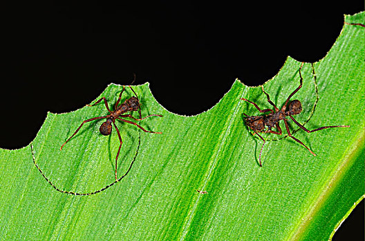 切叶蚁,两个,成年人,切,室外,叶子,国家公园,亚马逊河,厄瓜多尔,南美