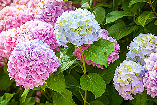 粉色,淡蓝色,八仙花属,花,枝条