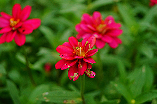 红色花卉植物